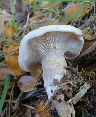 Russula densifolia - Fijnplaatrussula