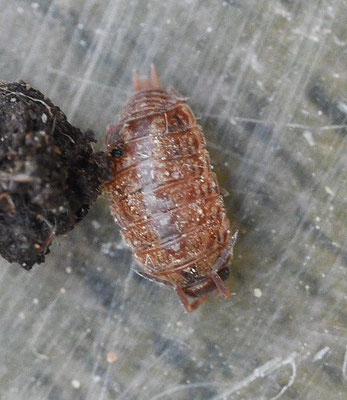 Philoscia muscorum - Mospissebed