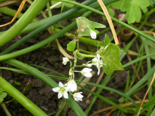 Fagopyrum esculentum - Boekweit