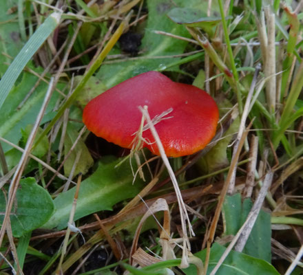 Hygrocybe coccinea - Scharlaken wasplaat