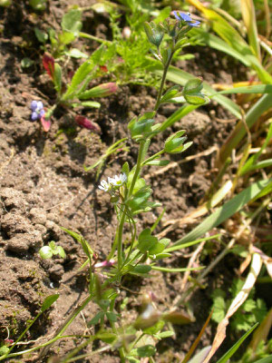 Veronica triphyllos - Handjesereprijs