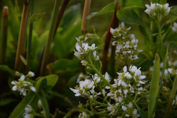 Cochlearia anglica + Cochlearia officinalis - Engels lepelblad + Echt lepelblad