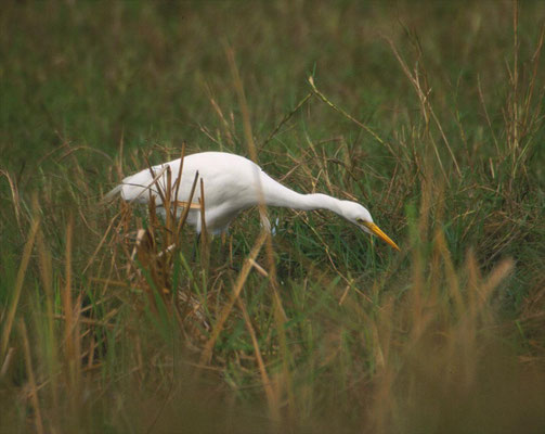 Mesophoyx intermedia - Yellow-billed Egret (Intermediate Egret)