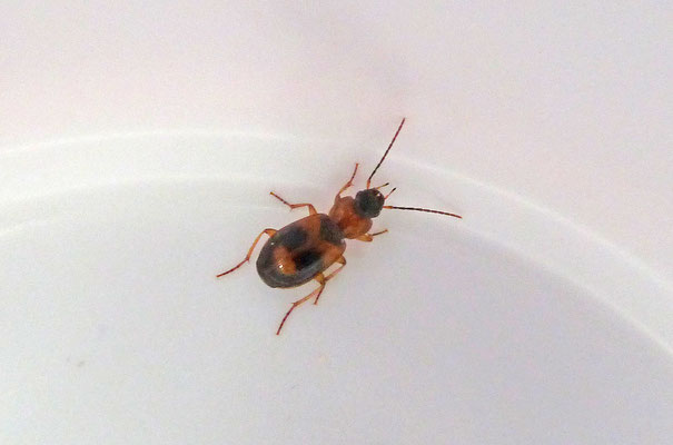 Badister bullatus