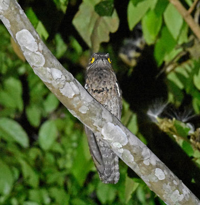 Common Potoo