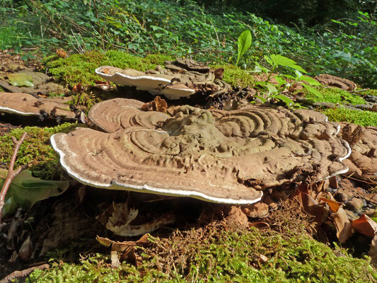 Ganoderma lipsiense - Platte tonderzwam