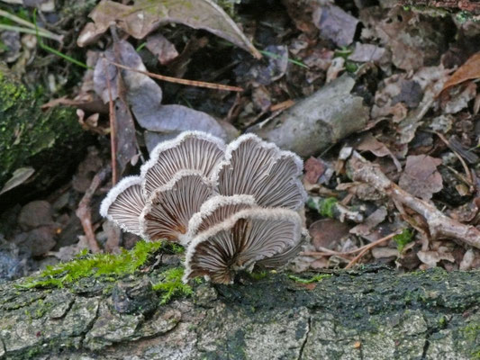 Schizophyllum commune - Waaiertje