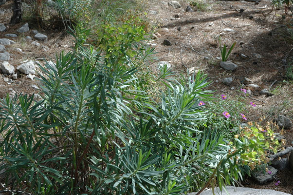 Euphorbia wulfenii
