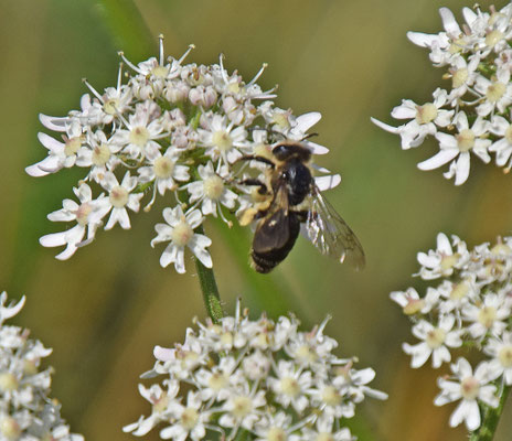 Andrena spec.