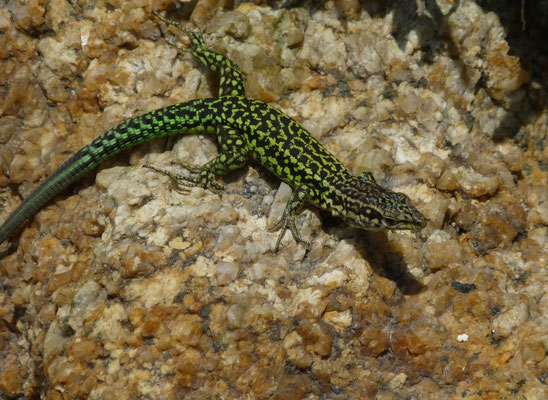 Podarcis tiliguerta