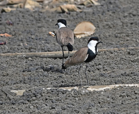 Vanellus spinosus - Spur-winged Plover (S-winged Lapwing)