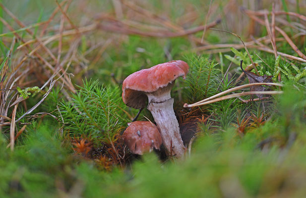 Roze spijkerzwam