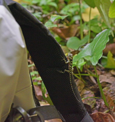 Collared Treerunner - Plica plica