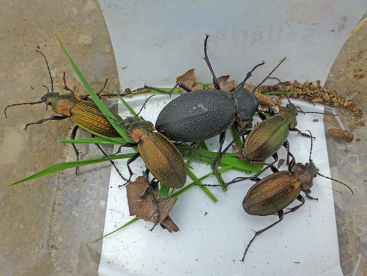 Bemelerberg, Nederland; met Lederloopkever  (Carabus coriaceus)
