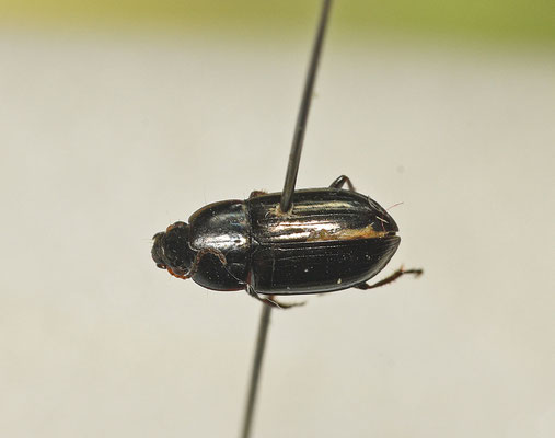 Amara lucida - Duinroodpootglimmer