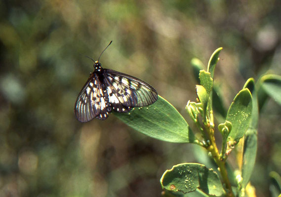 Glasswing
