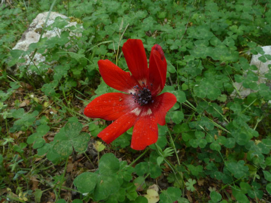 Anemone pavonina - Pauwanemoon