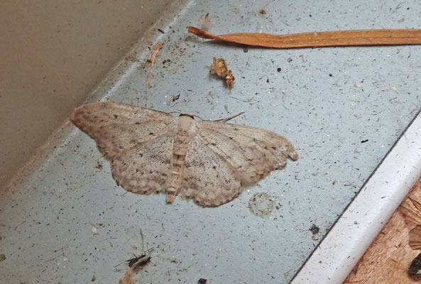 Idaea seriata - Paardenbloemspanner
