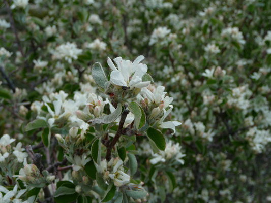 Malus species