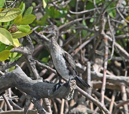 Phalacrocorax africanus - Long-tailed Cormorant