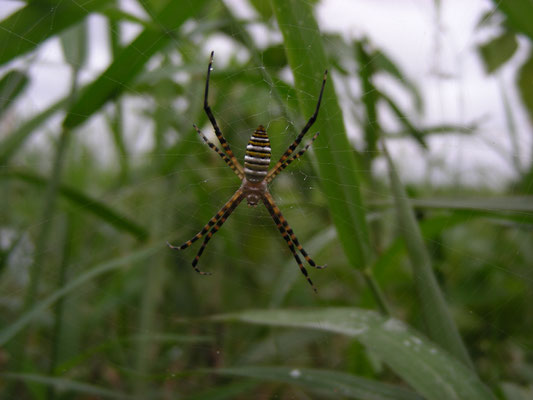 Argiope species