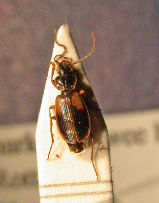 Badister sodalis