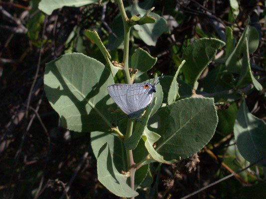Hypolycaena philippus