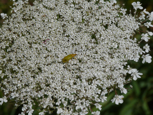 Gele bloemenkever