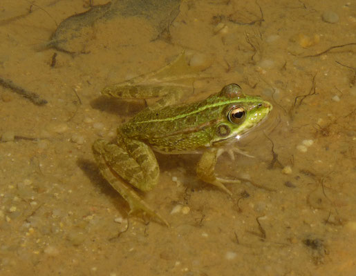 Pelophylax perezi - Iberische meerkikker