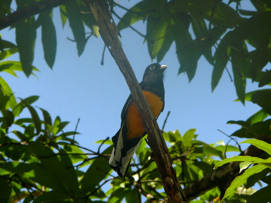 White-tailed Trogon