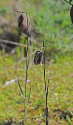 Fritillaria lusitanica
