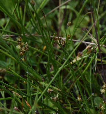 Juncus articulatus - Zomprus