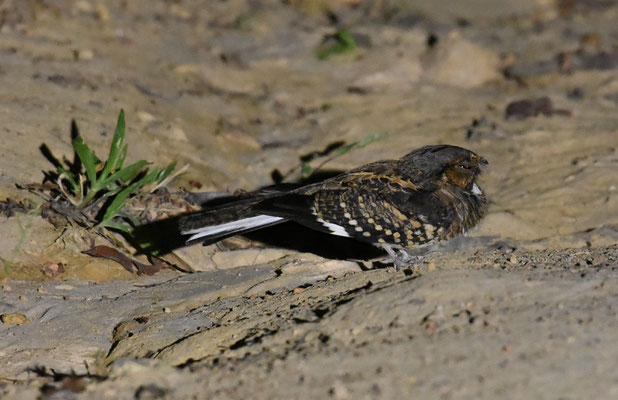Common Pauraque