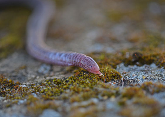 Zuidwest-Iberische wormhagedis
