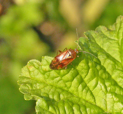 Lygus pratensis  - Weideschaduwwants