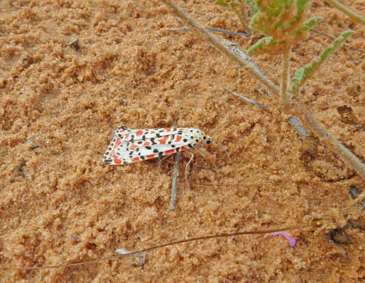 Utetheisa pulchella