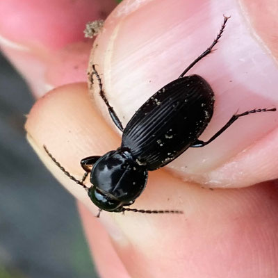 Pterostichus madidus - Rondhalszwartschild