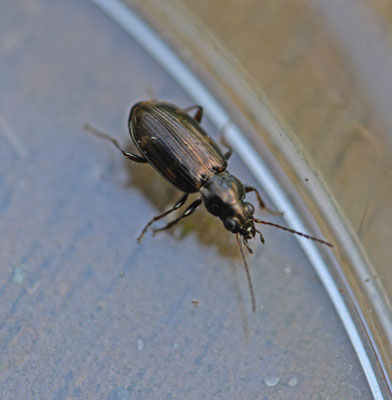 Bembidion varium - Gevlekte kwelderpriemkever