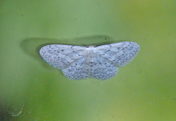 Idaea seriata - Paardenbloemspanner