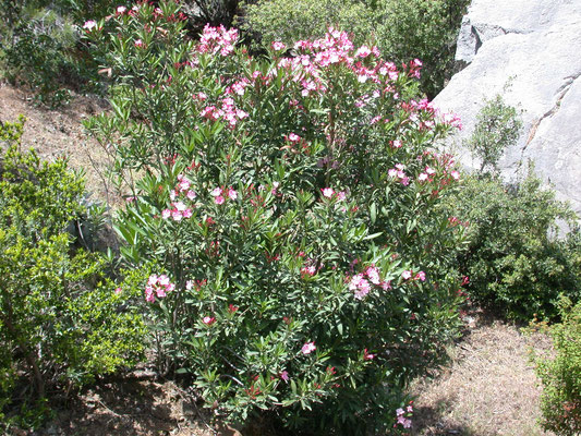 Nerium oleander - Oleander