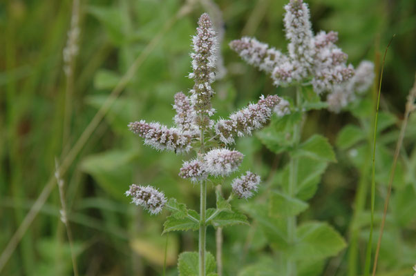 Mentha x rotundifolia - Wollige munt