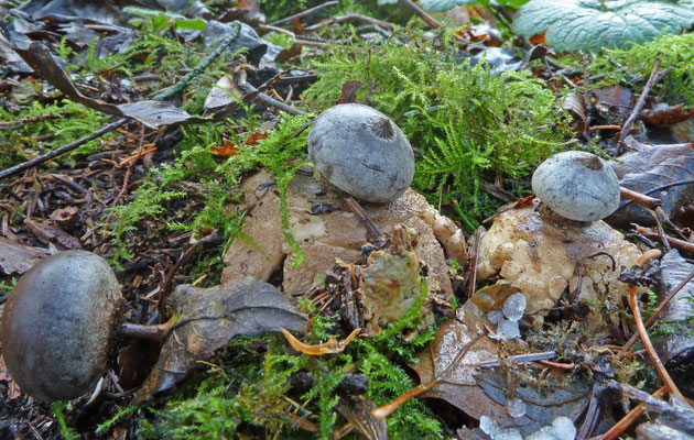 Geastrum pectinatum-Grote aardster