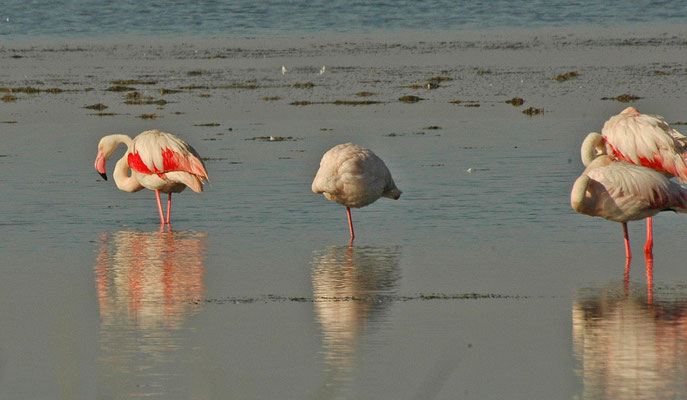 Europese flamingo