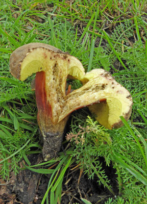Xerocomellus pruinatus - Purperbruine fluweelboleet