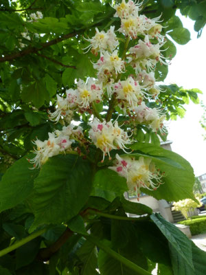 Aesculus hippocastanum - Witte paardenkastanje