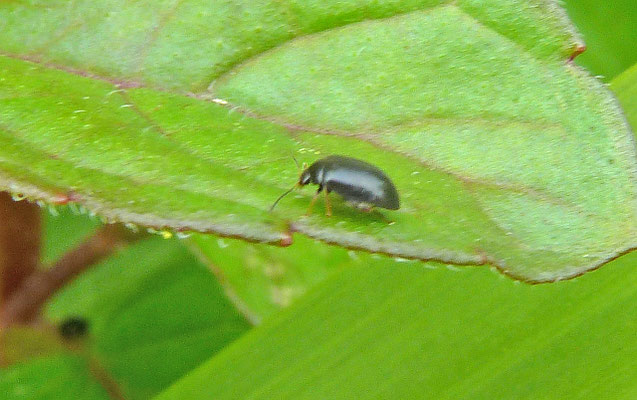 Cryptocephalus ocellatus - Oogvleksteilkopje