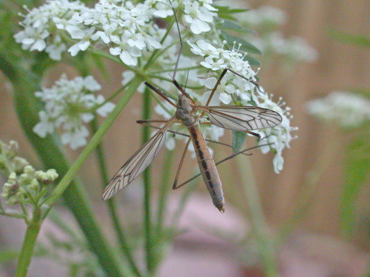 Tipula vernalis