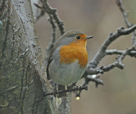 Roodborst