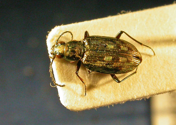 Bembidion litorale