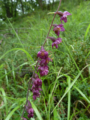 Bruinrode wespenorchis